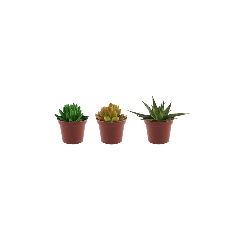 Kaktus potis 7,5cm 3 erinevat