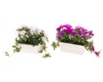 Petunia balcony box h28cm white, purple 4